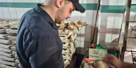 43
      محضرًا
      خلال
      حملات
      رقابية
      مكثفة
      بقري
      ومدينة
      طنطا
      و
      كفر
      الزيات