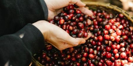 بالبلدي : أهم فوائد التوت البري لصحة المرأة وجمالها