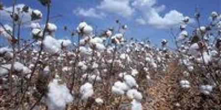 بالبلدي: انكماش
      زراعة
      القطن
      يضرب
      خطة
      الحكومة
      لتطوير
      صناعة
      الغزل
      والنسيج