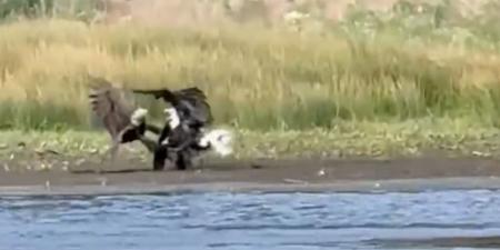 belbalady كاميرا تلتقط لحظة هجوم نسرين يافعين على أنثى نسر في أمريكا