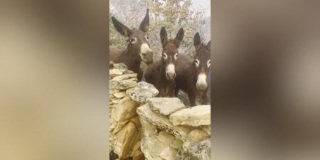 بالبلدي: بفرحة غامرة.. مزارعة إسبانية توثق لحظة عثورها على حميرها على قيد الحياة بعد حريق هائل