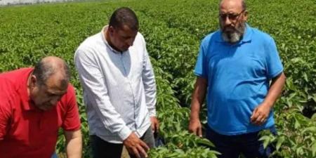 معهد
      بحوث
      القطن
      يواصل
      متابعة
      حقول
      الإكثارات
      لضمان
      إنتاج
      تقاوي
      عالية
      الجودة