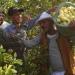بالبلدي: تعرف على أهم توصيات الزراعة لمحصول الجوافة