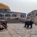 بالبلدي: بن غفير يطالب بمنع الفلسطينيين من الصلاة في الأقصى في رمضان