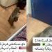 بالبلدي : قطط وحشرات | مريض يشكو من مستشفى هرمل لزرع نخاع السرطان.. ومتابعون يشاركون تجاربهم