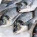 بالبلدي : أسعار الأسماك اليوم السبت 27 أبريل 2024 في الأسواق