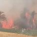 بالبلدي : حريق هائل يلتهم 30 نخلة في الأقصر بسبب ارتفاع درجات الحرارة