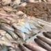 بالبلدي : أسعار الأسماك اليوم الأربعاء 1 مايو في سوق العبور