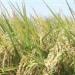 بالبلدي : مسؤول بـ الزراعة يكشف حقيقة حصول مصر على المركز الأول عالميا في إنتاج الأرز| بث مباشر