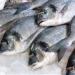 بالبلدي : أسعار السمك اليوم الجمعة 3 مايو 2024 في الأسواق