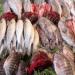 بالبلدي: أسعار السمك اليوم الخميس 9 - 5 – 2024 في السوق المصري
