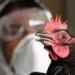 بالبلدي : ولاية أسترالية تستخدم القتل الرحيم على الطيور المصابة بإنفلونزا الطيور