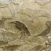بالبلدي : المتحف المصري بالتحرير يعرض قطعة فريدة احتفالا باليوم العالمي للتنوع البيولوجي
