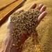 بالبلدي: أسعار القمح تحت التهديد بسبب الاندماجات بين شركات التصدير في روسيا