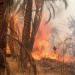 بالبلدي : حصيلة حريق مزارع نخيل الوادي الجديد.. 13 مصابا وتفحم 300 نخلة
