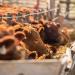 بالبلدي: الإحصاء يرصد إصابات الماشية والدواجن في أرقام
