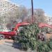 بالبلدي : التطوير السبب.. أول رد من محافظة القاهرة على قطع الأشجار بالشوارع