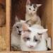بالبلدي: عامل يعثر على 5 قطط مجمدة في المغرب