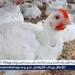بالبلدي: بورصة
      الدواجن..
      أسعار
      الفراخ
      البيضاء
      اليوم
      الاحد
      29-6-2025
      في
      قنا