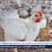 بالبلدي: انخفضت
      …أسعار
      الفراخ
      البيضاء
      اليوم
      الخميس
      3-7-2025
      في
      الدقهلية