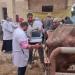 الزراعة:تكثّف
      جهود
      الرعاية
      التناسلية
      والتحسين
      الوراثي
      للماشية
      خلال
      مايو