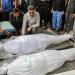 استشهاد
      فلسطينيين
      اثنين
      وإصابة
      7
      آخرين
      في
      غارة
      إسرائيلية
      على
      خيام
      للنازحين
      جنوب
      غزة