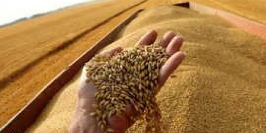 بالبلدي: تجنبا لأزمة غذائية.. العراق يخطط لمخزون استراتيجي من القمح