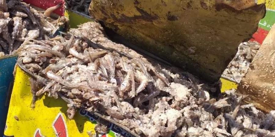 بالبلدي: ضبط 4 أطنان أسماك مملحة غير صالحة للاستهلاك بالفيوم