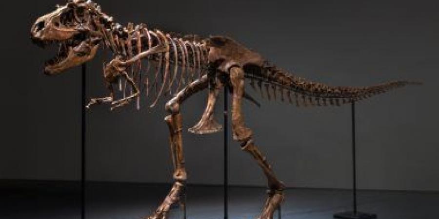 بالبلدي: بيع جمجمة الديناصور ريكس عمرها حوالى 76 مليون سنة بـ15 مليون دولار