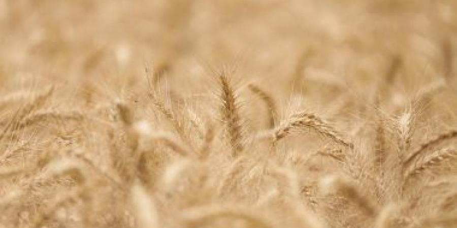 بالبلدي: وكيل زراعة الغربية: مستعدون للدورة الجديدة لزراعة القمح ونستهدف 190 ألف فدان