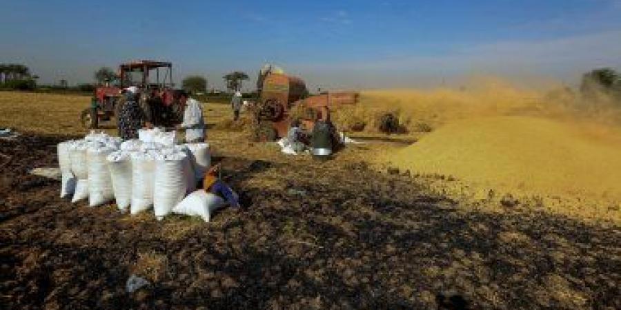 بالبلدي: كيف استطاعت مصر تحقيق الاكتفاء الذاتى للمحاصيل؟.. دراسة تكشف التفاصيل