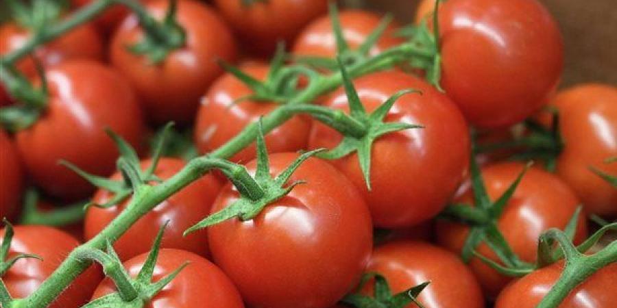 بالبلدي: متفوقا على إسبانيا.. صادرات المغرب من الطماطم لبريطانيا تصل إلى 190 مليون يورو belbalady.net