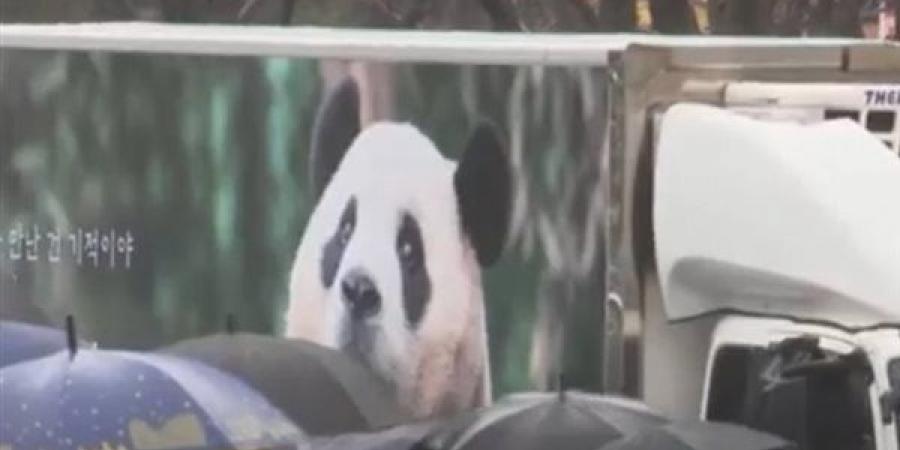 بالبلدي: بحزن غامر.. كوريا الجنوبية تودع الباندا المحبوبة "فو باو" قبل عودتها للصين belbalady.net
