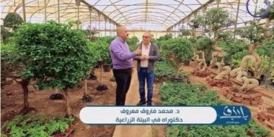 بالبلدي: واحدة من أكبر مزارع الشرق الأوسط.. أسرار النبات هتعرفها فى "باب رزق".. فيديو