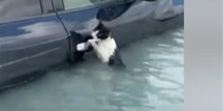 بالبلدي: ظلت متشبثة بمقبض سيارة.. لحظة إنقاذ قطة من الغرق بسيول الإمارات| فيديو belbalady.net