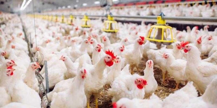 بالبلدي: أسعار الدجاج اليوم الخميس 18-4-2024 .. والفراخ البيضاء بـ 80 جنيه
