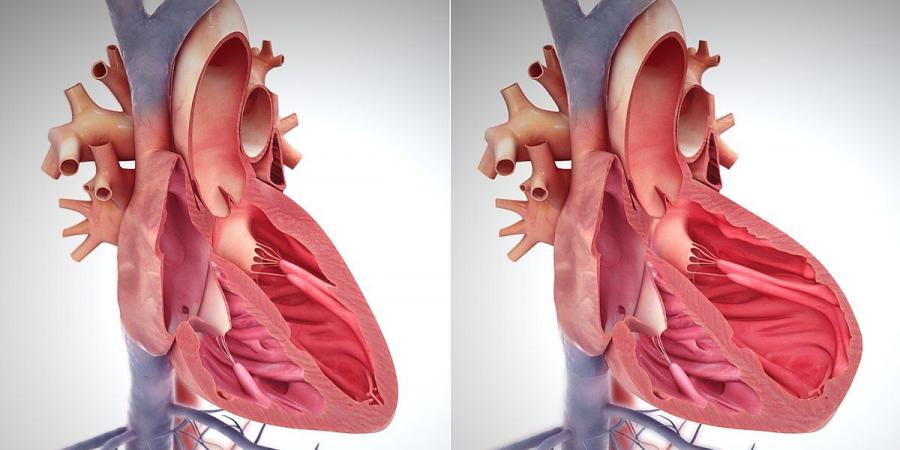 بالبلدي : 5 علامات للتعرف على الأعراض المبكرة لقصور القلب.. التعب وضيق التنفس بينها