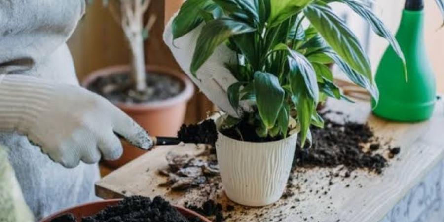 بالبلدي: نباتات تصلح لتقديمها هدايا في المناسبات السعيدة