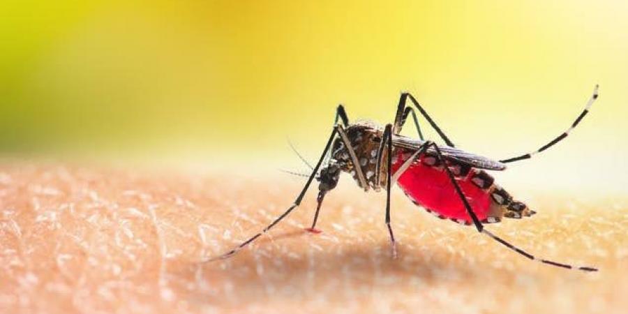 بالبلدي: منها الملاريا.. أمراض يتسبب البعوض في إصابة البشر بها