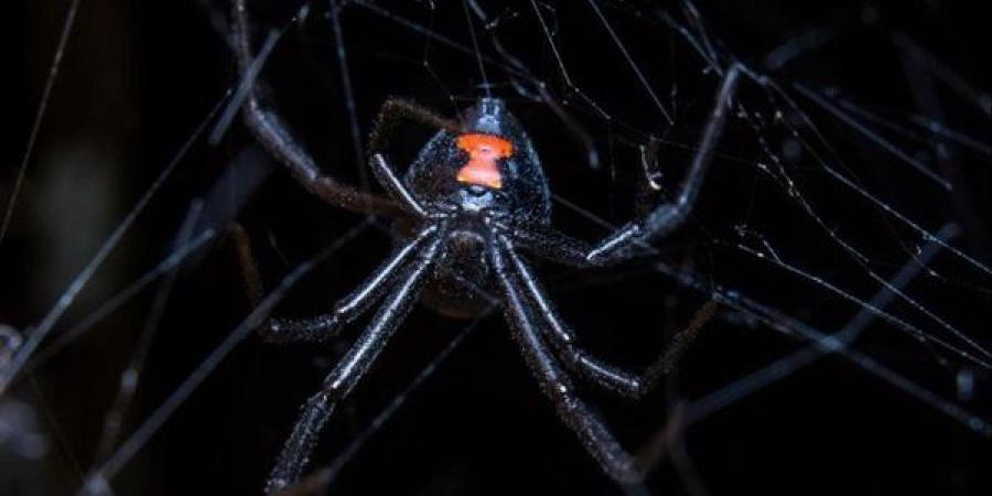 بالبلدي : عضتها والقبر.. علماء يستخدمون تكنولوجيا الجينات لتطوير ترياق لدغة عنكبوت الأرملة السوداء