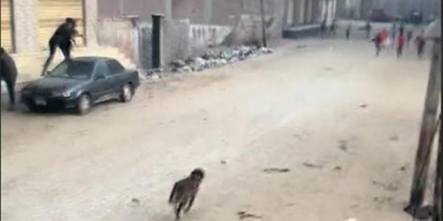 بالبلدي : كلب مفترس يعقر 12 شخصًا داخل قرية في قنا