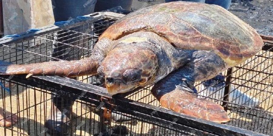 بالبلدي: تحمل
      كودًا
      لمحمية
      طبيعية
      باليونان..
      العثور
      على
      سلحفاة
      بحرية
      على
      شواطئ
      الإسكندرية