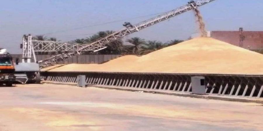 بالبلدي : توريد
      القمح
      يفوق
      المستهدف
      بـ113%..
      قفزة
      نوعية
      نحو
      الأمن
      الغذائي
      بأسوان