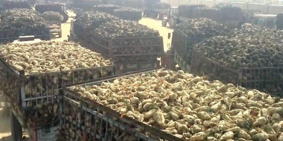 بالبلدي : طفرة
      البنجر..
      مصر
      على
      أعتاب
      الاكتفاء
      الذاتي
      من
      السكر
