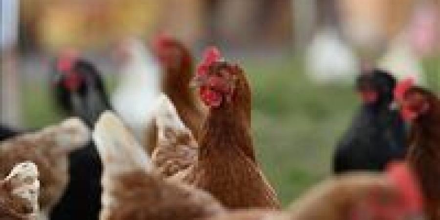 بالبلدي: أسعار
      الدواجن
      والبيض
      اليوم
      الجمعة
      27
      -
      6
      -
      2025