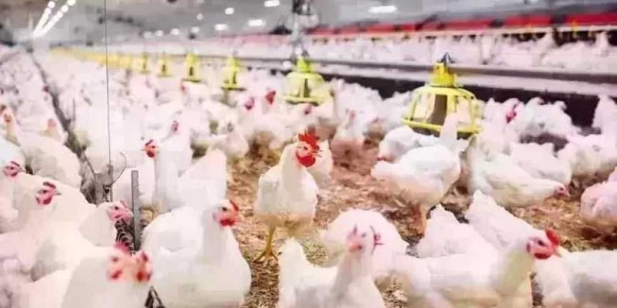 أسعار
      الدواجن
      اليوم
      الجمعة..
      الفراخ
      وصلت
      لكام