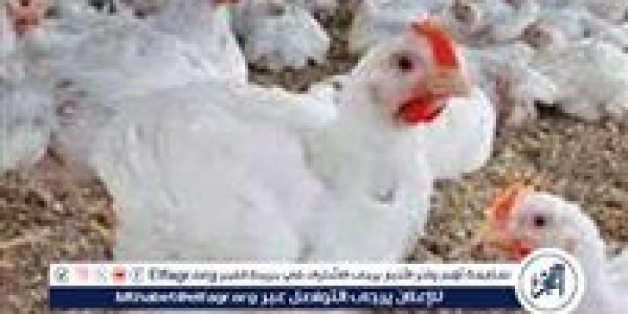 بالبلدي: بورصة
      الدواجن..
      أسعار
      الفراخ
      البيضاء
      اليوم
      الاحد
      29-6-2025
      في
      قنا