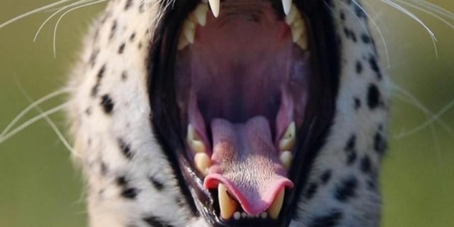 بالبلدي: لحظات تثاؤب لا تُنسى لحيوانات يلتقطها مصور في مقدونيا