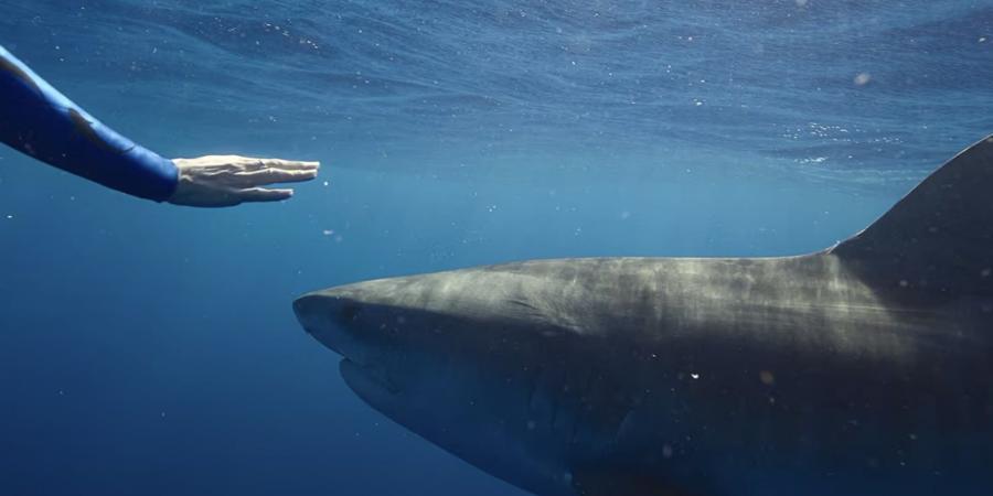 بالبلدي: "Shark Whisperer".. وثائقي مثير للجدل عن الهوس بأسماك القرش