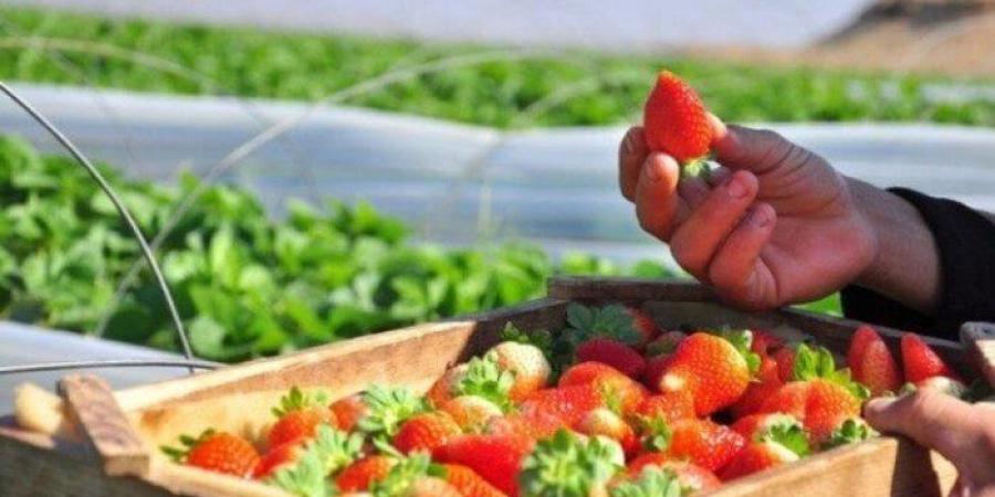 بالبلدي: صادرات
      مصر
      من
      الفراولة
      تسجل
      74.447
      مليون
      دولار
      في
      الربع
      الأول
      2025
